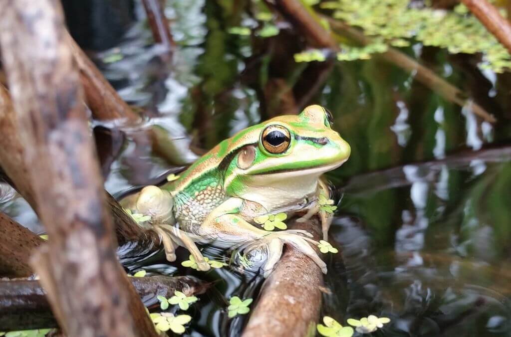 Green frog at Sydney Olympic Park