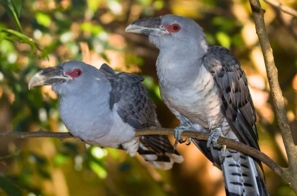 Channelbilled Cuckoo Sydney Olympic Park