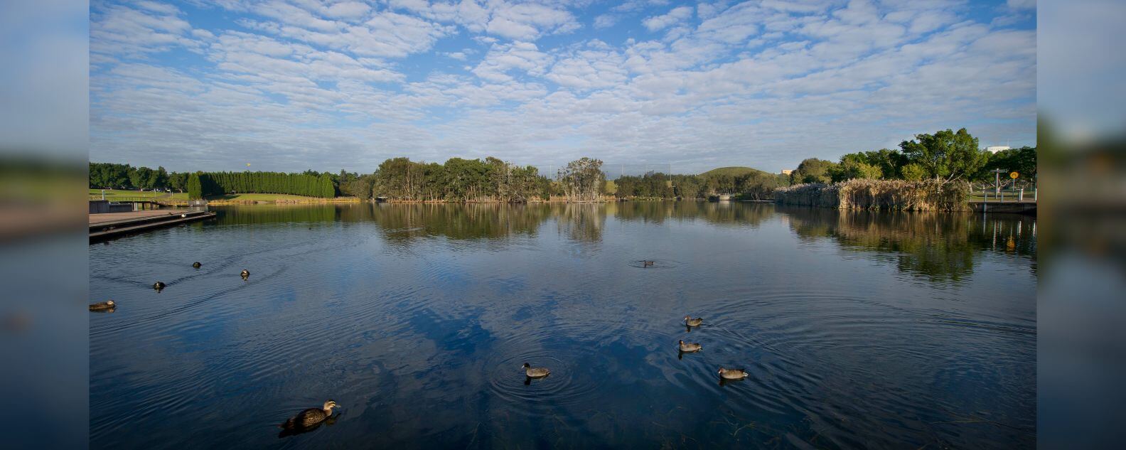 Image of a river with ducks