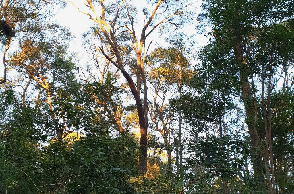 Sydney Turpentine Ironbark Forest