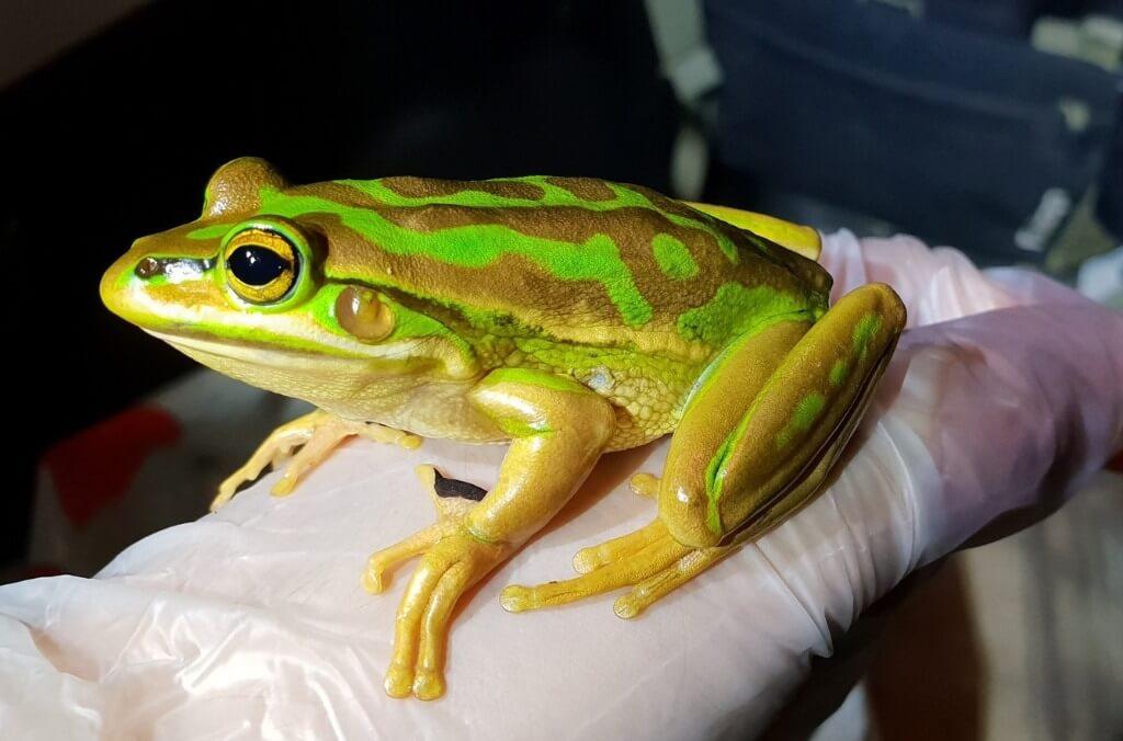 A green and brown patterned frog with golden undersides and large, golden-rimmed eyes rests on a gloved hand.