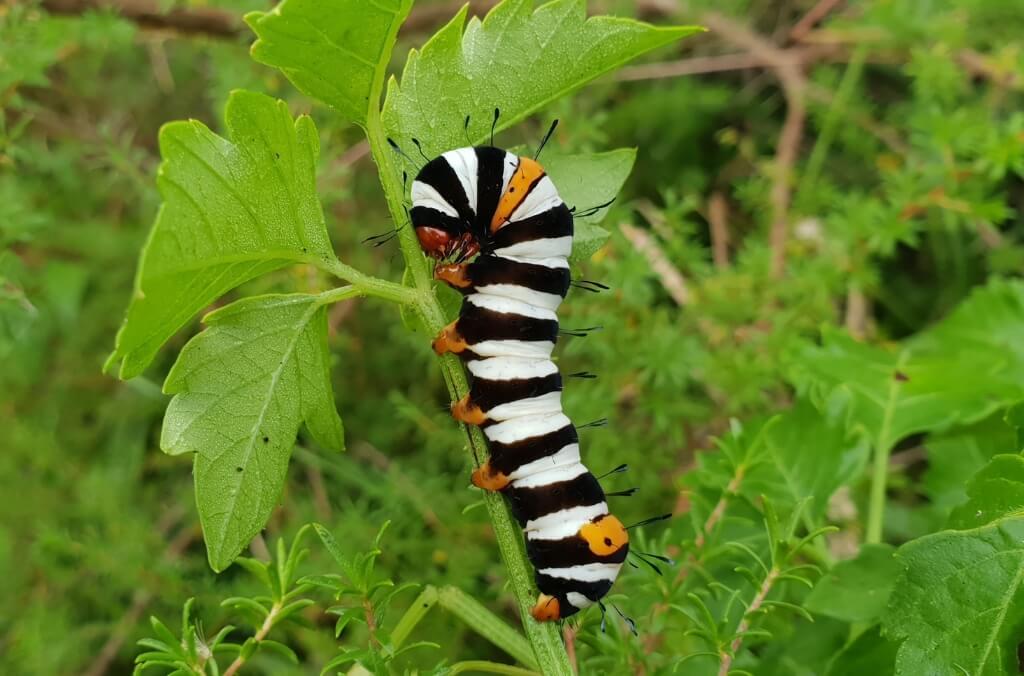 A brightly colored caterpillar with alternating black, white, and orange bands clings to a green leafy stem in a lush outdoor setting.